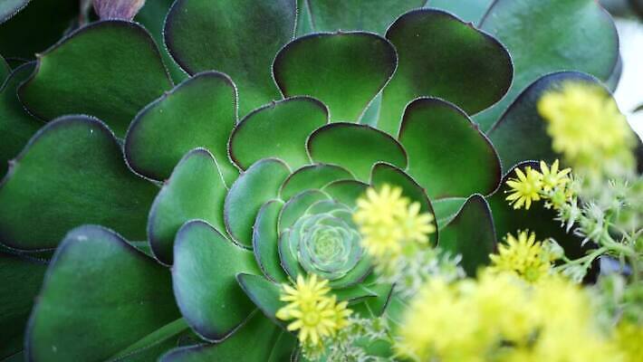 나무 식물 꽃 화초 백그라운드 꽃무늬 그림자 사람없음 아웃포커스 장식 노란색 정원 미국 어둠 사막 벚꽃 개화 분위기 닫기 그늘 피라미드 캘리포니아 화단 원뿔 내추럴 다육식물 블러 카피스페이스 세련 4K 건조기후 MP4 해외동영상 클립영상 도형 건축물 컬러 컨셉 북아메리카 무늬 모션 촬영기법 공백 동영상 랜드마크 파일형식