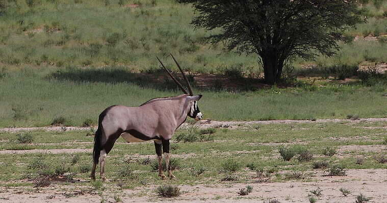 동물 공원 야생동물 모래 백그라운드 포유류 아프리카 자연 초식동물 사슴 뿔 사람없음 야외 초록색 봄 사막 황무지 보호 모래언덕 사파리 영양 남쪽 내추럴 2018년 가젤 나미비아 남아프리카 동물상 보츠와나 전국 칼라하리 4K MOV 해외동영상 클립영상 계절 공공시설 나라 컬러 컨셉 조형물 연도 방향 언덕 생태계 동영상 파일형식