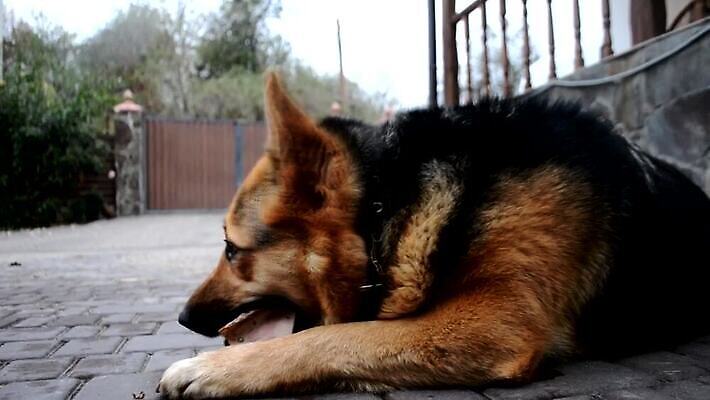 동물 응시 감정 얼굴 백그라운드 포유류 자연 뼈 털 건강 경비 사람없음 야외 초록색 반려동물 눕기 갈색 검은색 봄 우정 양치기 개 보호 순수 귀 송곳니 관심 기르기 유래 천진난만 완전 경비견 순혈 MOV 해외동영상 클립영상 직업 시선 계절 컬러 컨셉 모션 안전 신체부위 친구 치아 생태계 동영상 돌봄 파일형식
