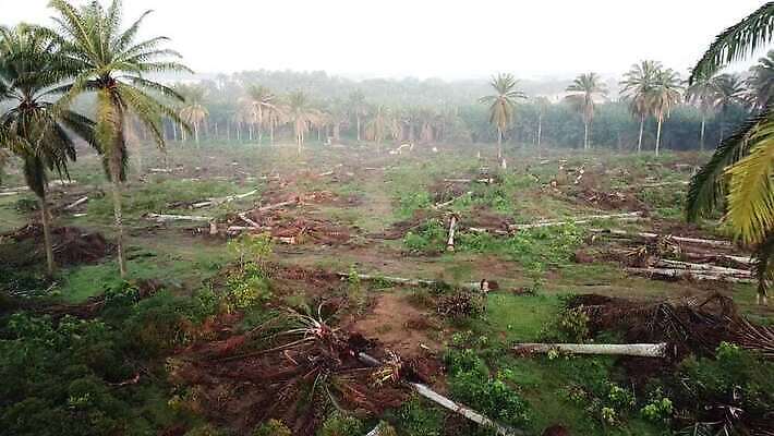 나무 식물 아시아 농업 태국 자연 안테나 손바닥 사람없음 목재 초록색 글로벌 농장 환경 손상 재산 보호 자르기 인도네시아 말레이시아 내추럴 개발 드론 벌목 생태학 원자재 재앙 4K MOV 해외동영상 클립영상 손 교육 나라 산업 컬러 컨셉 재료 통신 모션 금융 생태계 동영상 파일형식