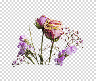 편집 편집이미지 꽃 누끼 사람없음 장미 PNG 드라이플라워 편집소스 식물 파일형식