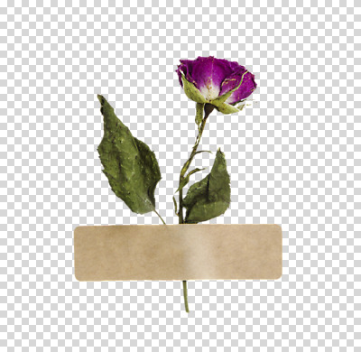 편집 편집이미지 꽃 스티커 한송이 누끼 사람없음 장미 테이프 PNG 드라이플라워 붙이기 편집소스 식물 1 모션 문구용품 송이 파일형식