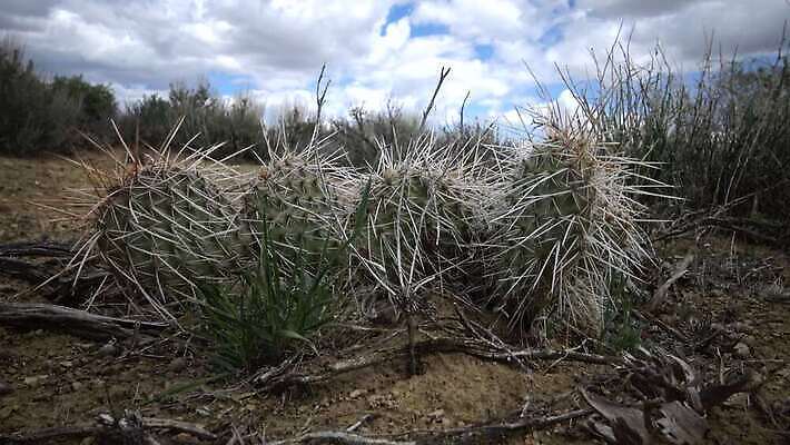 공원 모래 여행 백그라운드 패턴 밭 자연 하늘 휴가 산 선인장 풍경 사람없음 야외 여행객 미국 일몰 사막 큼 모래언덕 언덕 천연기념물 내추럴 전국 콜로라도 4K MP4 해외동영상 클립영상 식물 공공시설 북아메리카 무늬 농업 사람 노을 크기 생태계 동영상 파일형식