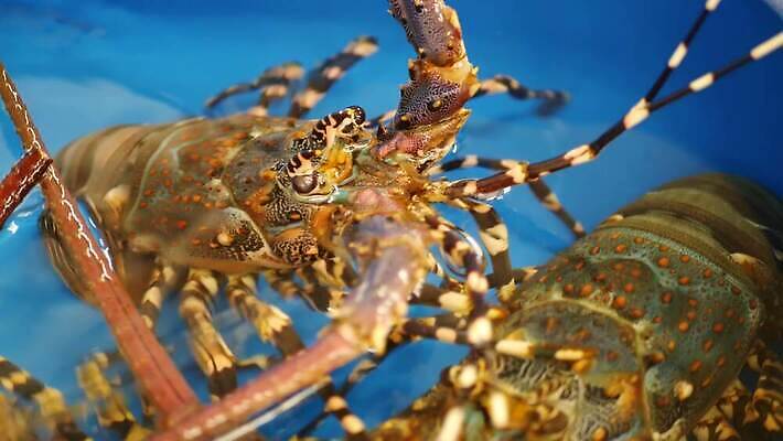 음식 재료 새우 요리 사람없음 물 상점 껍질 신선 시장 가재 해산물 상업 날것 대야 소매 킹크랩 내추럴 생식 식품점 집게발 맛있는 4K MP4 해외동영상 클립영상 자연요소 갑각류 게 동영상 파일형식
