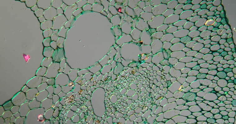 식물 꽃 과학 이동 패턴 세포 사람없음 빨간색 초록색 파란색 시험 성장 나뭇가지 개화 조직 횡단보도 확대 지원 4K 현미경관찰 MOV 해외동영상 클립영상 나무 교육 컬러 컨셉 무늬 관찰 보행로 동영상 파일형식
