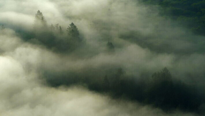 나무 자연 아침 날씨 산 독일 사람없음 야외 일출 놀람 안개 시골 수평선 산맥 4K 락다운 MOV 해외동영상 클립영상 주간 식물 감정 유럽 표정 노을 생태계 동영상 파일형식