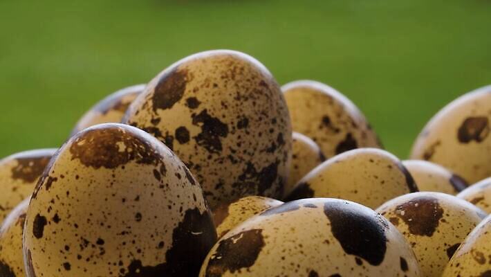 음식 백그라운드 재료 탁자 건강 사람없음 야외 여름 농장 갈색 정원 껍질 시골 신선 아침식사 작음 유기농 날것 내추럴 단백질 메추리 밭일 생식 많음 4K MOV 해외동영상 클립영상 웰빙 계절 컬러 가구 컨셉 농업 식사 크기 동영상 영양소 파일형식