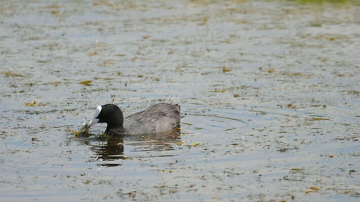 동물 1 야생동물 백그라운드 자연 조류 사람없음 야외 빨간색 물 파란색 검은색 수영 흰색 연못 깃털 부리 물새 내추럴 유라시아 MOV 해외동영상 클립영상 자연요소 유럽 아시아 컬러 수상스포츠 생태계 동영상 파일형식
