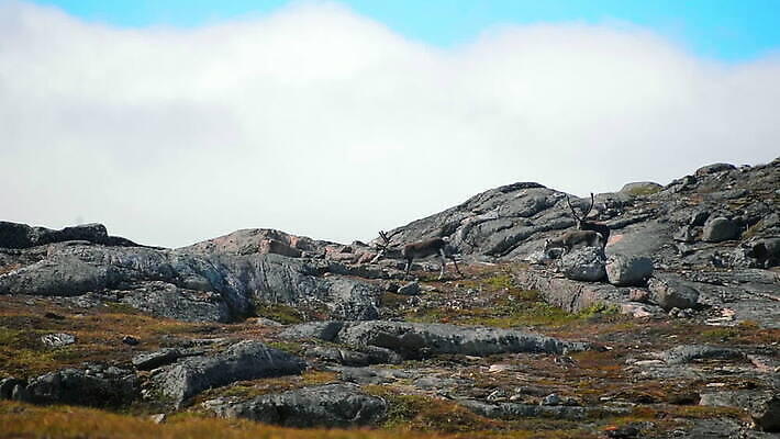 야생동물 자연 함께함 사람없음 야외 달리기 평화 송아지 그린란드 순록 트래킹숏 MOV 해외동영상 클립영상 동물 새끼 섬 컨셉 모션 촬영기법 덴마크 소 생태계 동영상 파일형식