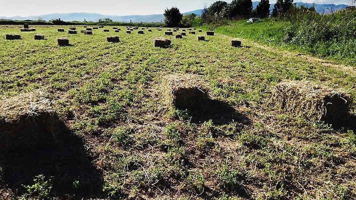 구름 계절 지구 밭 농업 자연 하늘 건조 풍경 초원 사람없음 여름 파란색 농작물 농장 농경지 노란색 쌓기 수확 가을 시골 원형 황금 건초더미 볏짚 큼 먹이 낟알 땅 밀 보리 롤 뭉치 밀짚 내추럴 밭일 4K MP4 해외동영상 클립영상 자연요소 도형 산업 컬러 모션 곡류 건초 짚 크기 생태계 동영상 파일형식 더미