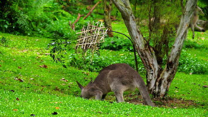 동물 공원 백그라운드 밭 포유류 자연 웨일즈 새로움 털 동물원 사람없음 야외 빨간색 초록색 갈색 호주 먹기 사파리 캥거루 남쪽 오지 4K MOV 해외동영상 클립영상 공공시설 컬러 컨셉 농업 모션 영국 오세아니아 방향 생태계 동영상 파일형식