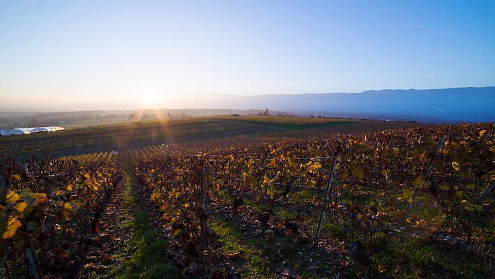 식물 산업 잎 농업 자연 하늘 포도 사람없음 햇빛 태양 와인 맑음 황혼 일몰 시골 시간 변화 야간 스위스 언덕 속도 포도밭 포도나무 줄서기 4K 타임랩스 화면전환 MOV 해외동영상 클립영상 자연요소 유럽 컨셉 밭 과일 모션 날씨 주류 촬영기법 노을 과일나무 생태계 동영상 파일형식