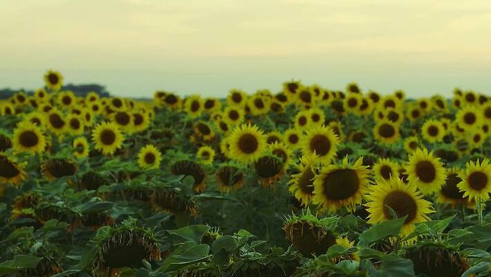 식물 계절 꽃잎 밭 농업 오렌지 자연 해바라기 씨앗 사람없음 야외 초록색 농작물 컬러풀 햇빛 농장 노란색 정원 맑음 일몰 활발 성장 벚꽃 시골 원형 수수께끼 개화 장면 내추럴 4K MP4 해외동영상 클립영상 도형 꽃 산업 컬러 컨셉 과일 날씨 태양 노을 생태계 동영상 파일형식