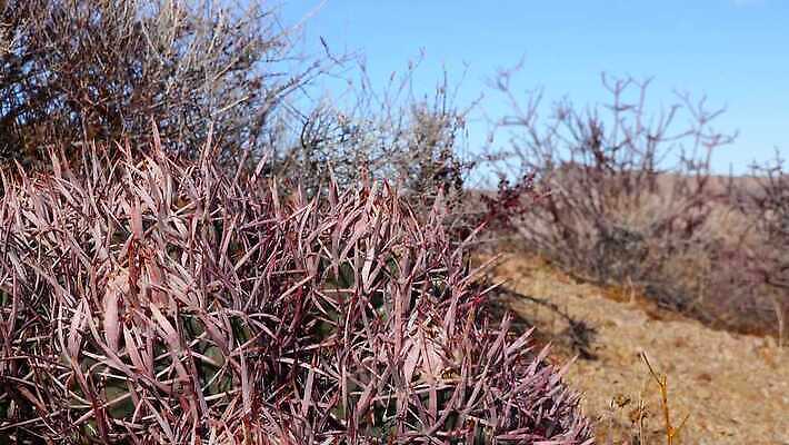나무 식물 계절 공원 컬러 여행 자연 선인장 통 사람 사람없음 야외 가로 빨간색 여름 계곡 미국 사막 죽음 가시 날카로움 캘리포니아 내추럴 생태학 전국 4K MP4 해외동영상 클립영상 공공시설 교육 북아메리카 생태계 동영상 파일형식