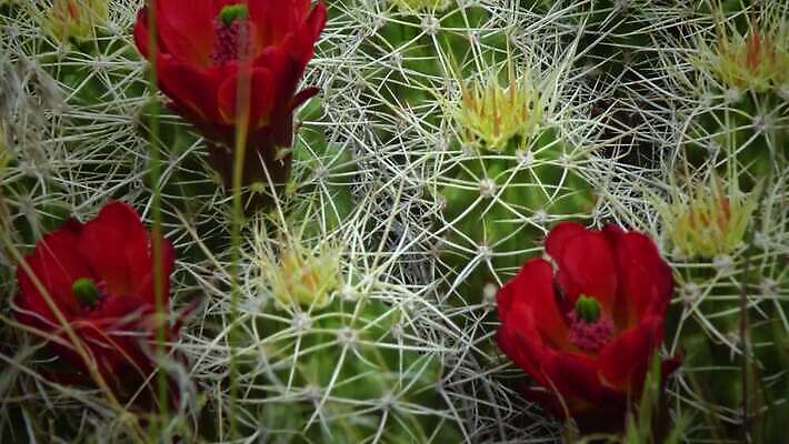 식물 공원 꽃 분홍색 컬러 자연 선인장 사람없음 빨간색 초록색 컬러풀 미국 봄 사막 벚꽃 개화 가시 닫기 척추 애리조나 고슴도치 전국 4K MP4 해외동영상 클립영상 계절 공공시설 북아메리카 포유류 모션 뼈 생태계 동영상 파일형식