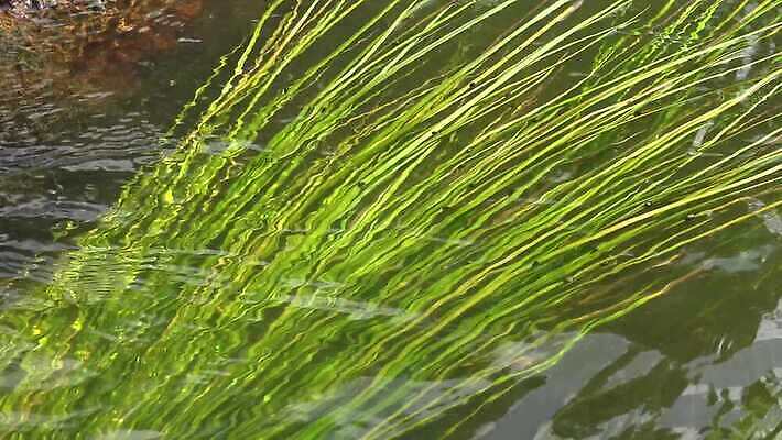 식물 야생동물 모션 자연 사람없음 초록색 강 수중 흐름 해조류 흔들림 광합성 산화 4K 수중영상 MP4 해외동영상 클립영상 동물 컬러 컨셉 해양식물 생태계 동영상 파일형식