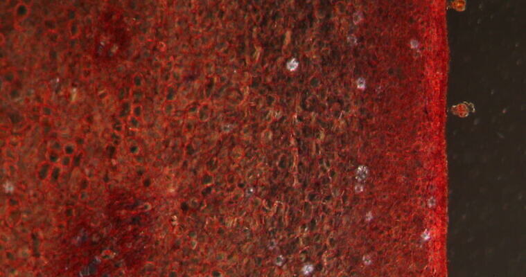 식물 꽃 과학 이동 패턴 세포 사람없음 빨간색 초록색 시험 성장 조직 횡단보도 확대 먹기 밀가루 호두 녹말 지원 4K 현미경관찰 MOV 해외동영상 클립영상 교육 컬러 컨셉 무늬 모션 견과류 관찰 보행로 가루 동영상 파일형식