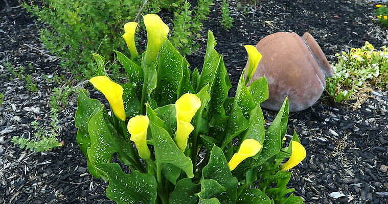 식물 꽃 자연 사람없음 야외 장식 노란색 정원 냄비 백합 원예 칼라꽃 4K MOV 해외동영상 클립영상 컬러 취미 솥 생태계 동영상 파일형식