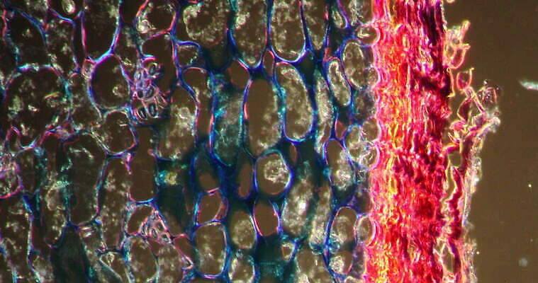 식물 꽃 줄기 과학 이동 패턴 세포 사람없음 빨간색 초록색 시험 성장 조직 횡단보도 확대 뿌리 양치류 지원 4K 현미경관찰 MOV 해외동영상 클립영상 교육 컬러 컨셉 무늬 관찰 보행로 동영상 파일형식