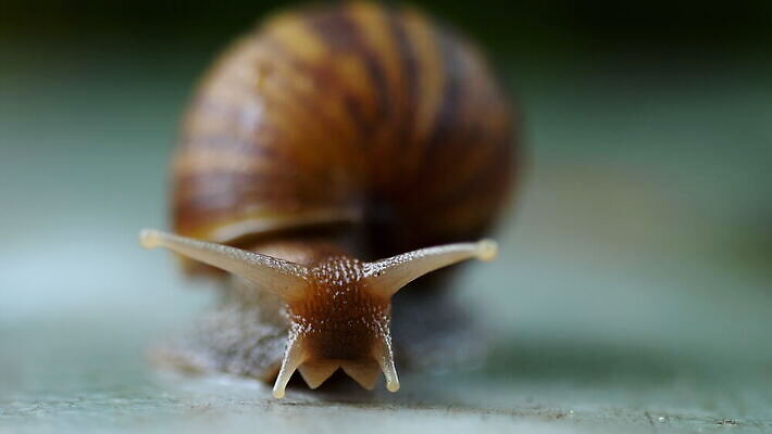 야생동물 백그라운드 자연 연체동물 나선형 사람없음 야외 초록색 갈색 껍질 흰색 느림 식용 끈적임 4K MOV 해외동영상 클립영상 동물 컬러 무늬 무척추동물 생태계 동영상 파일형식
