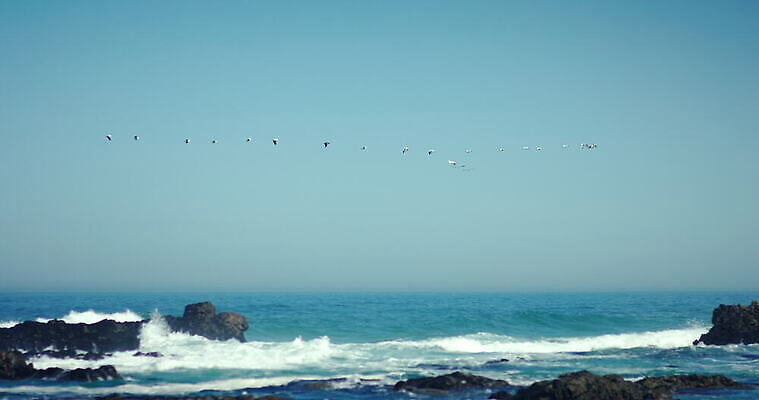 야생동물 파도 바다 아프리카 자연 하늘 사람없음 야외 두명 물 서핑 남아프리카 케이프타운 스플래쉬 4K 트래킹숏 MOV 해외동영상 슬로모션 클립영상 자연요소 동물 나라 촬영기법 사람 수상스포츠 생태계 동영상 남아프리카공화국 파일형식