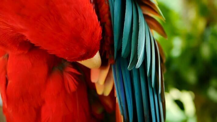 동물 야생동물 컬러 백그라운드 날개 자연 조류 열대 동물원 사람없음 빨간색 초록색 파란색 반려동물 컬러풀 노란색 머리 미국 활발 흰색 황금 숲 열대우림 깃털 묘사 질감 부리 앵무새 진홍색 남쪽 내추럴 강렬 동물상 마카오 아마존 이국적 MOV 해외동영상 클립영상 컨셉 북아메리카 신체부위 조형물 방향 생태계 동영상 파일형식