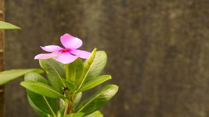 식물 디자인 계절 꽃잎 꽃 화분 백그라운드 잎 꽃무늬 자연 사람없음 야외 아웃포커스 장식 빨간색 초록색 컬러풀 한개 햇빛 정원 보라색 봄 들꽃 성장 벚꽃 열대기후 영원 카피스페이스 피튜니아 MOV 해외동영상 클립영상 1 컬러 무늬 촬영기법 태양 공백 생태계 동영상 파일형식