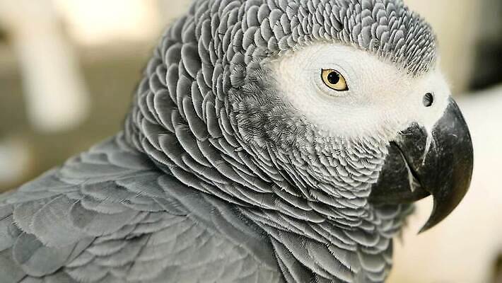 동물 척추동물 1 야생동물 백그라운드 날개 장난 아프리카 자연 조류 동물원 사람없음 야외 반려동물 컬러풀 머리 검은색 회색 흰색 작음 깃털 부리 앵무새 노려봄 고립 동반자 이국적 잉꼬 지능 콩고 MOV 해외동영상 클립영상 나라 컬러 표정 신체부위 크기 생태계 동영상 파일형식