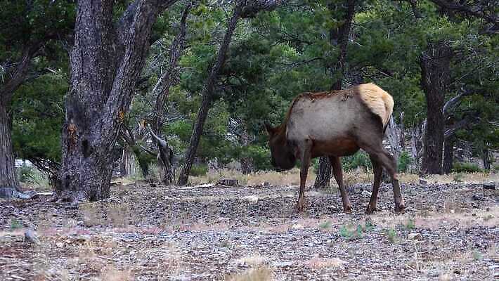동물 공원 야생동물 백그라운드 포유류 자연 하늘 사슴 산 뿔 사람없음 숲 큼 트로피 황소 사냥 캘리포니아 사냥꾼 애리조나 서식지 뉴멕시코 서쪽 엘크 콜로라도 텍사스 4K MP4 해외동영상 클립영상 직업 공공시설 미국 소 크기 방향 상_우승 생태계 동영상 파일형식