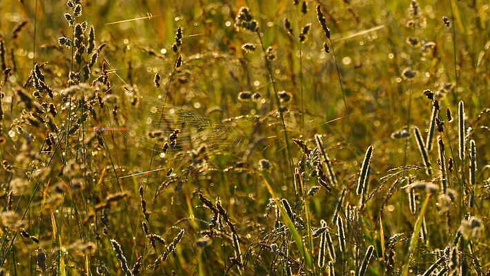 동물 컬러 곤충 백그라운드 패턴 자연 아침 사람없음 야외 초록색 빛 정원 검은색 웹 새벽 그물 벌레 이슬 거미줄 속도 거미 올가미 내추럴 변소 짜기 4K MOV 해외동영상 클립영상 주간 자연요소 무늬 인터넷 모션 생태계 동영상 파일형식