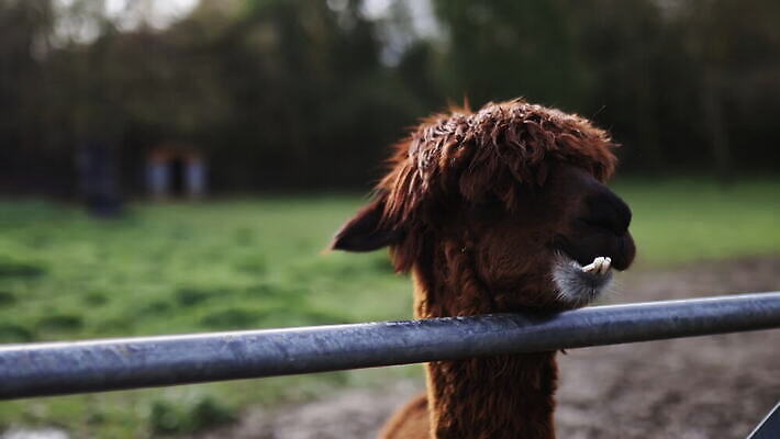 동물 외관 응시 야생동물 백그라운드 밭 농업 포유류 자연 영국 잉글랜드 사람없음 야외 목재 울타리 농장 갈색 머리 환경 금속 시골 먼지 진흙 양모 밭일 알파카 목가 배선 4K MOV 해외동영상 클립영상 나무 시선 유럽 산업 컬러 재료 재질 신체부위 담장 한자 직물 생태계 동영상 파일형식