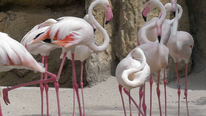 동물 유럽 분홍색 조류 휴식 동물원 종류 사람없음 머리 그룹 스페인 플라밍고 숨김 동물상 발렌시아 4K MOV 해외동영상 클립영상 나라 컬러 컨셉 신체부위 조형물 동영상 파일형식