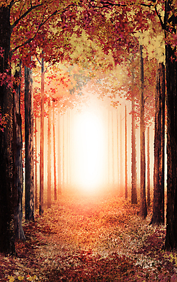 PSD 나무 계절 백그라운드 단풍 일러스트 자연 단풍나무 풍경 사람없음 가을풍경 주황색 가을 숲속 숲 숲길 국내일러스트 식물 길 컬러 잎 생태계 파일형식 가을_계절