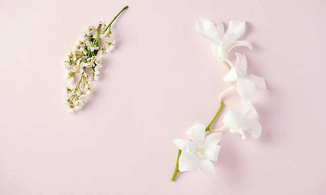 포토 JPG 꽃 백그라운드 사람없음 백합 오브젝트 카피스페이스 분홍색배경 국내포토 식물 분홍색 공백 파일형식