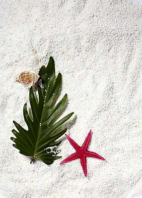 포토 JPG 모래 백그라운드 나뭇잎 불가사리 사람없음 소라 오브젝트 흰배경 국내포토 잎 어패류 극피동물 흰색 파일형식