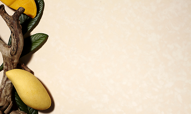 포토 JPG 백그라운드 나뭇잎 사람없음 나뭇가지 오브젝트 망고 베이지색배경 카피스페이스 국내포토 나무 잎 공백 열대과일 베이지색 파일형식