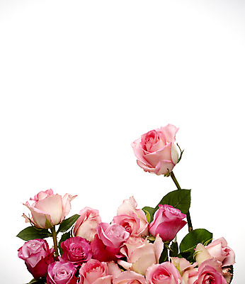 포토 JPG 분홍색 백그라운드 사람없음 장미 오브젝트 흰배경 자기관리 카피스페이스 국내포토 꽃 컬러 공백 흰색 파일형식
