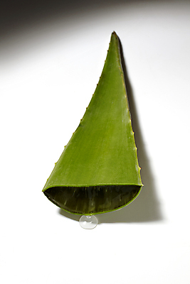 포토 JPG 단면 사람없음 오브젝트 흰배경 비네팅 알로에 국내포토 식물 백그라운드 촬영기법 흰색 파일형식