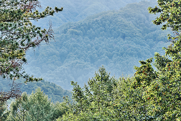 포토 JPG 주간 나무 자연 나뭇잎 산 풍경 사람없음 야외 맑음 숲속 편안함 국내포토 자연요소 식물 잎 날씨 감각 숲 생태계 파일형식
