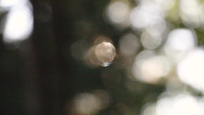 백그라운드 자연 사람없음 소나무 보케 보케백그라운드 4K MP4 MOV 국내동영상 클립영상 나무 생태계 동영상 파일형식