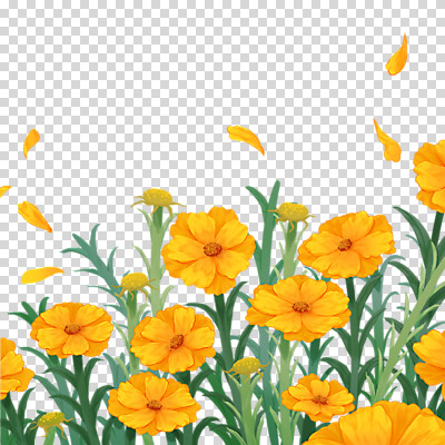 편집 편집이미지 누끼 사람없음 노란색 들꽃 PNG 금계국 편집소스 꽃 컬러 파일형식