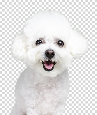 동물 편집 편집이미지 한마리 반려견 입벌림 누끼 사람없음 반려동물 강아지 PNG 비숑프리제 편집소스 1 표정 개 파일형식