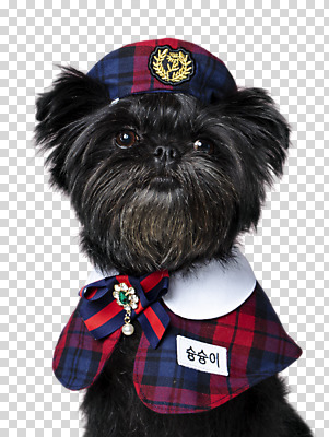 동물 편집 편집이미지 한마리 리본 반려견 누끼 사람없음 반려동물 올려보기 강아지 이름표 베레모 PNG 강아지옷 브로치 편집소스 아펜핀셔 모자_잡화 1 장신구 모션 개 애견용품 파일형식 핀셔