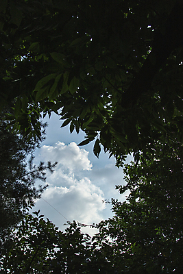 포토 JPG 주간 구름 하늘 나뭇잎 풍경 야외 여름 틈 국내포토 자연요소 계절 잎 파일형식