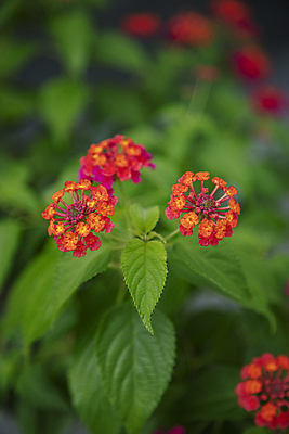 포토 JPG 주간 여름꽃 사람없음 야외 아웃포커스 귀여움 란타나 국내포토 자연요소 꽃 컨셉 촬영기법 파일형식 여름_계절
