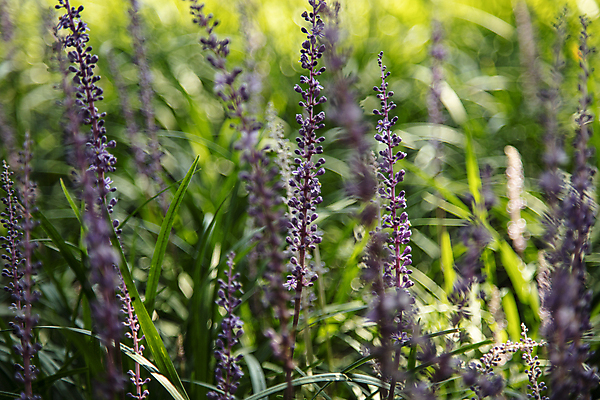포토 JPG 주간 여름꽃 사람없음 야외 아웃포커스 소프트포커스 화사함 맥문동 국내포토 자연요소 식물 꽃 컨셉 촬영기법 파일형식 여름_계절