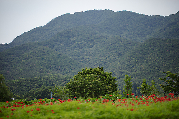 포토 JPG 주간 꽃밭 자연 산 사람없음 야외 여름풍경 양귀비 남양주 국내포토 자연요소 꽃 풍경 생태계 경기도 파일형식 여름_계절