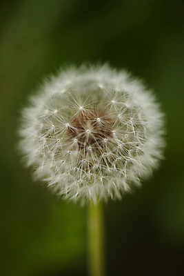 포토 JPG 주간 근접촬영 사람없음 야외 아웃포커스 민들레 민들레홀씨 국내포토 자연요소 꽃 뷰포인트 촬영기법 파일형식