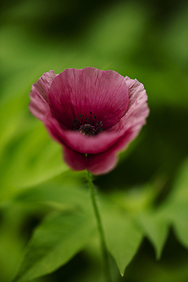 포토 JPG 주간 근접촬영 사람없음 야외 아웃포커스 양귀비 국내포토 자연요소 꽃 뷰포인트 촬영기법 파일형식