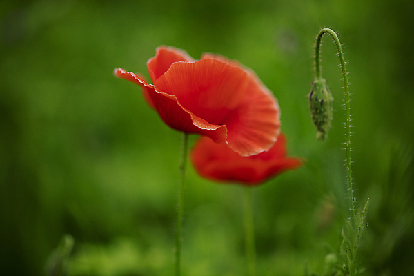 포토 JPG 주간 꽃 근접촬영 사람없음 야외 아웃포커스 양귀비 국내포토 자연요소 식물 뷰포인트 촬영기법 파일형식